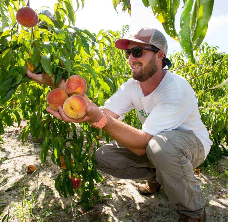 It's very easy and fast to pick your own Bennett Peaches